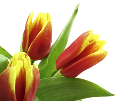Birken Medical Aesthetics of The Woodlands, TX tulips